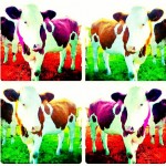 Kleurrijke koeien